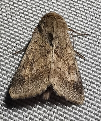 Helicoverpa armigera