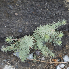 Linaria purpurea