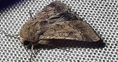 Helicoverpa armigera