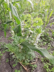 Vicia faba