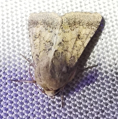 Helicoverpa armigera