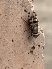 Ceroxys