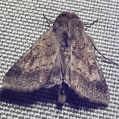 Helicoverpa armigera