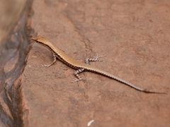 Cryptoblepharus ustulatus