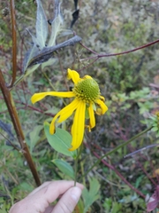 Rudbeckia laciniata