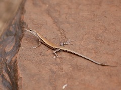 Cryptoblepharus ustulatus