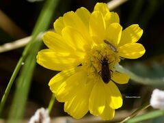 Melacoryphus lateralis