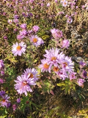 Symphyotrichum novae-angliae
