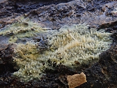 Sarcodontia uda