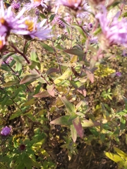 Symphyotrichum novae-angliae