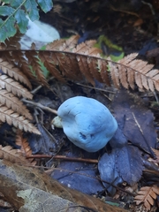 Clavogaster virescens