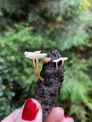 Strobilurus trullisatus