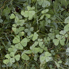 Medicago arabica