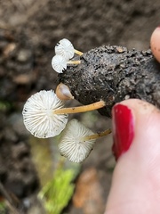 Strobilurus trullisatus