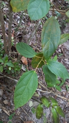 Alchornea triplinervia