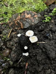 Strobilurus trullisatus