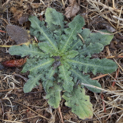 Cirsium vulgare