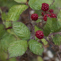 Rubus bifrons