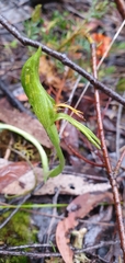 Pterostylis plumosa