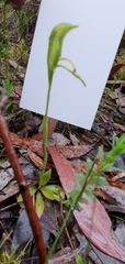 Pterostylis plumosa