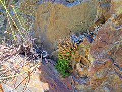 Selaginella watsonii