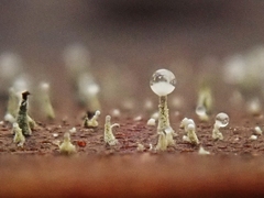 Trichoderma flavipes