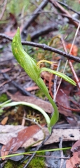 Pterostylis plumosa