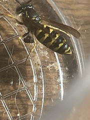 Vespula alascensis