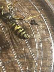Vespula alascensis
