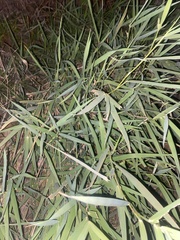 Digitaria cognata