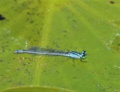 Ischnura kellicotti