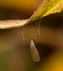 Trichoceridae