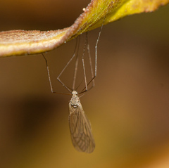 Trichoceridae