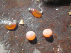 Oncorhynchus gorbuscha