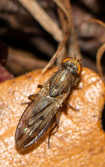 Opomyzidae