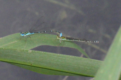 Austroagrion watsoni