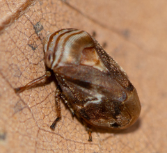 Clastoptera obtusa