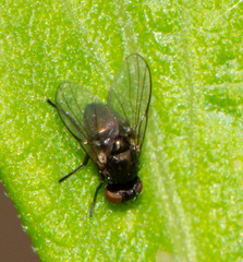 Ophiomyia kwansonis