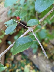 Lonicera maackii