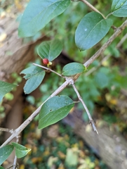 Lonicera maackii