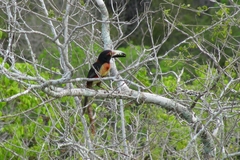 Pteroglossus torquatus