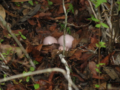 Crypturellus cinnamomeus