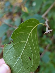 Lonicera maackii