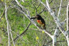 Pteroglossus torquatus