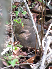 Crypturellus cinnamomeus