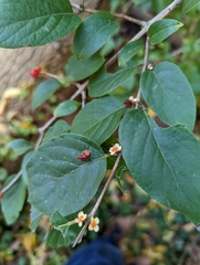 Lonicera maackii