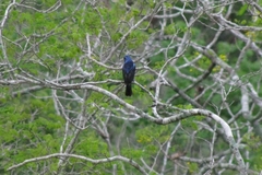 Cyanocompsa parellina