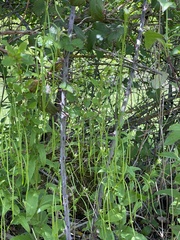 Pseudoturritis turrita