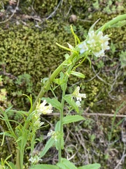 Pseudoturritis turrita