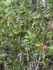 Melaleuca